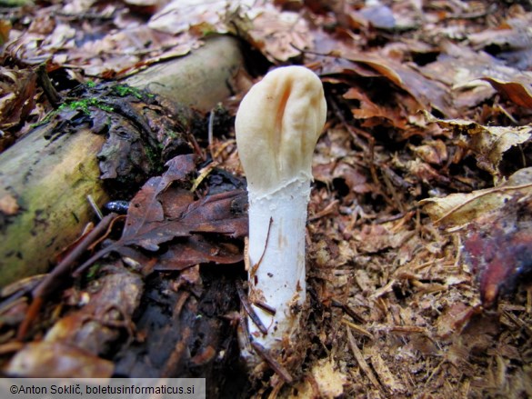 Podostroma leucopus