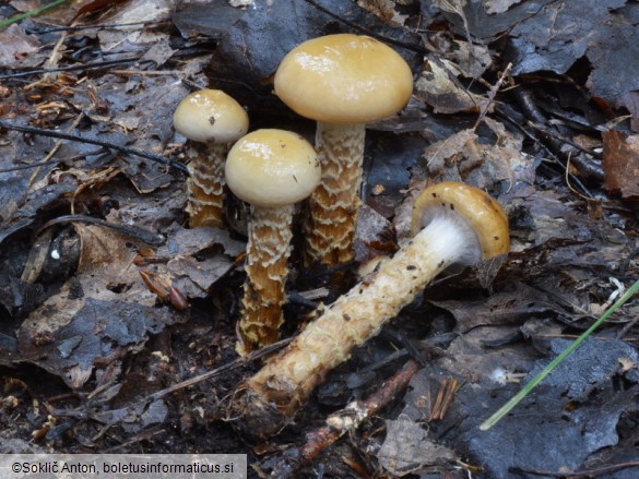 Cortinarius trivialis