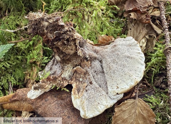 Phellodon melaleucus