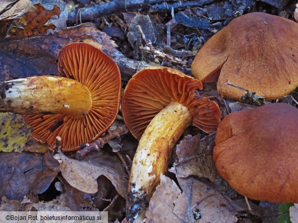 Cortinarius orellanus