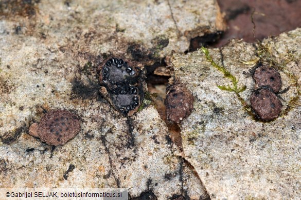 Hypoxylon fraxinophilum