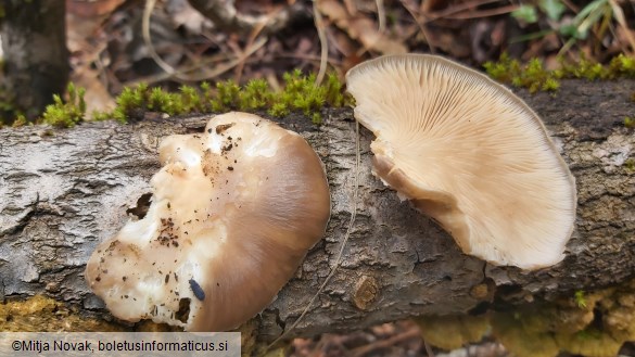 Pleurotus calyptratus
