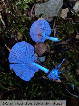 Entoloma undatum