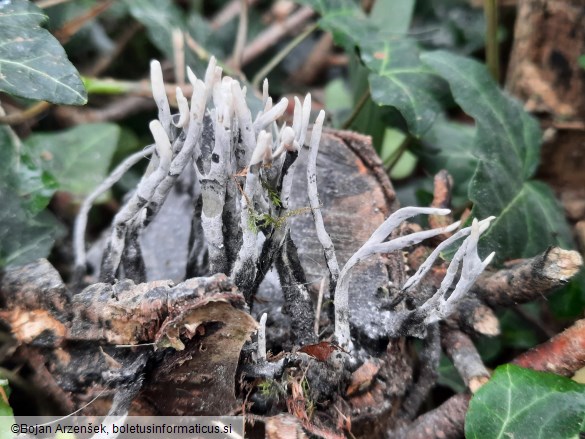Xylaria hypoxylon