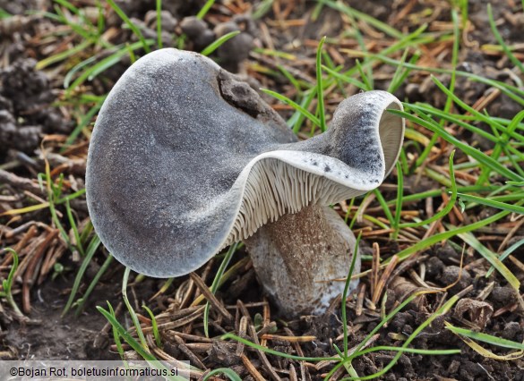 Melanoleuca luteolosperma