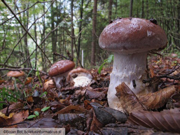 Cortinarius praestans