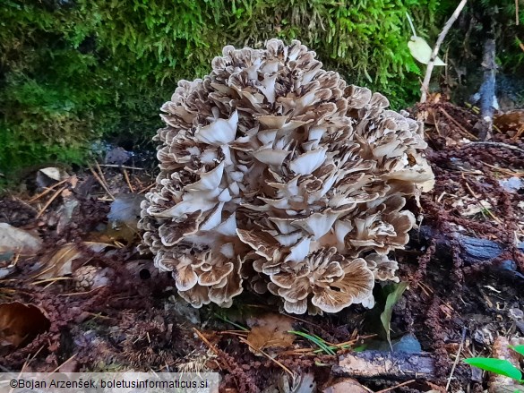 Grifola frondosa