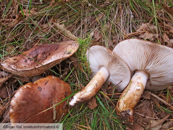 Tricholoma fracticum