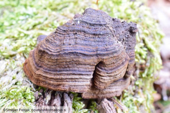 Hymenochaete rubiginosa
