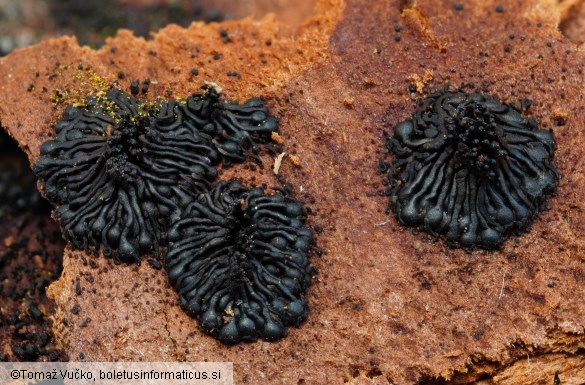 Calosphaeria pulchella