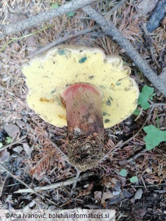 Caloboletus calopus