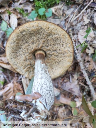Leccinellum pseudoscabrum