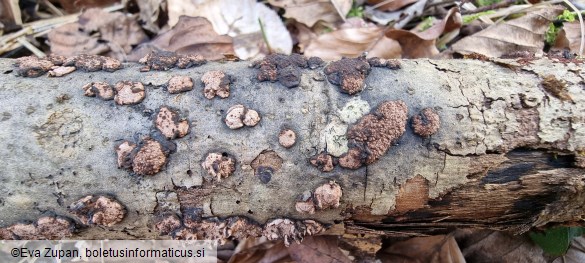 Hypoxylon cercidicola