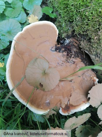 Ganoderma applanatum
