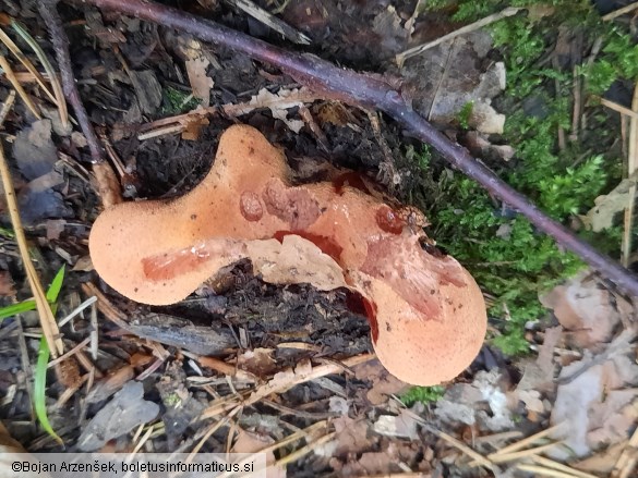 Fistulina hepatica