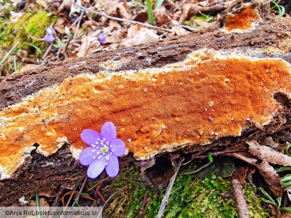 Gloeoporus taxicola