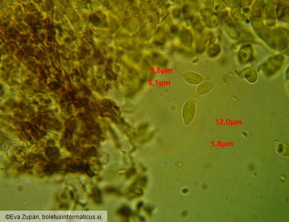 Tulasnella pallida