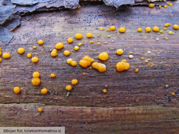 Dacrymyces stillatus