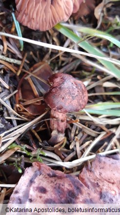 Hygrophorus capreolarius