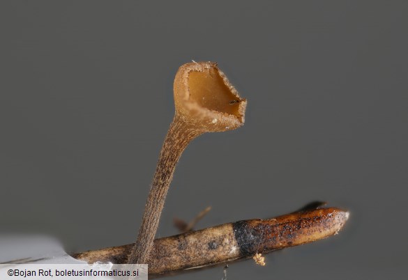 Rutstroemia firma