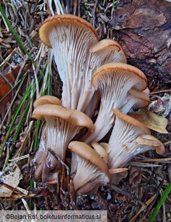 Lentinellus cochleatus