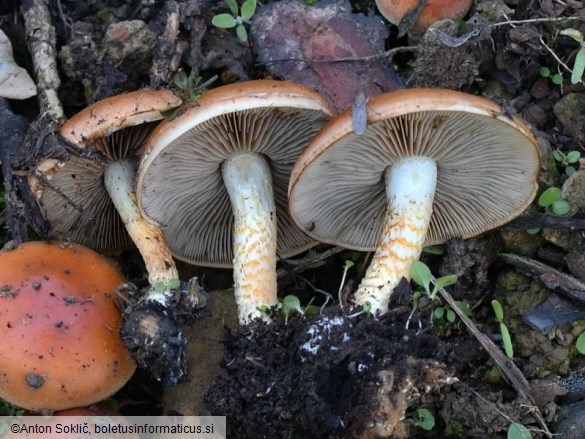 Pholiota carbonaria