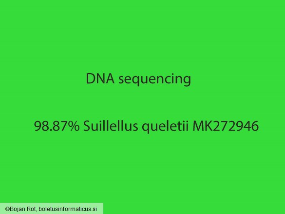 Suillellus queletii