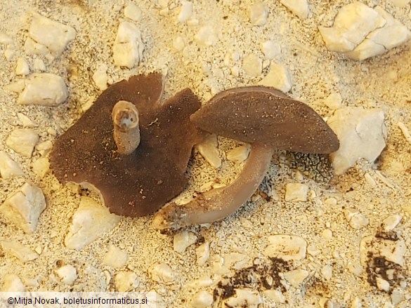 Helvella cupuliformis