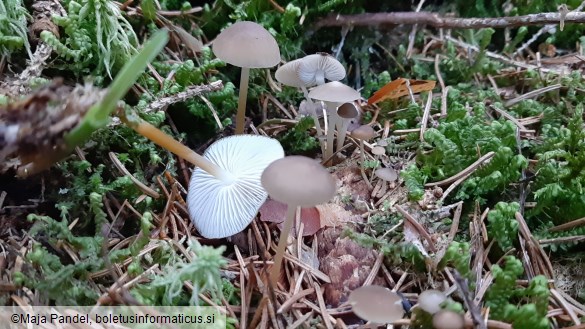 Strobilurus esculentus