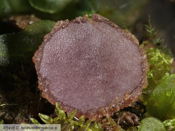 Ionopezia gerardii