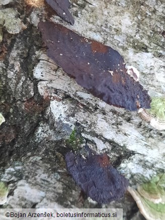 Daedaleopsis tricolor