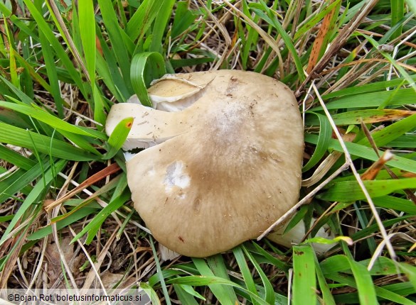 Entoloma prunuloides