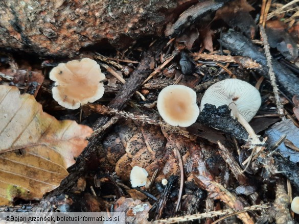 Baeospora myosura