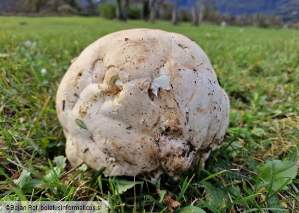Langermannia gigantea