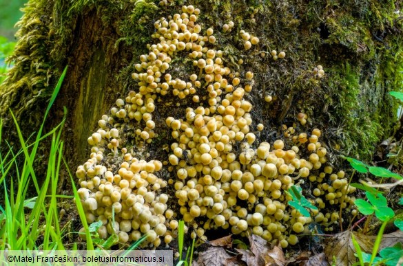 Coprinellus disseminatus