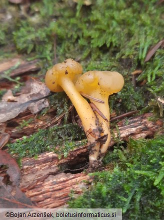 Leotia lubrica