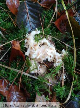 Sparassis crispa
