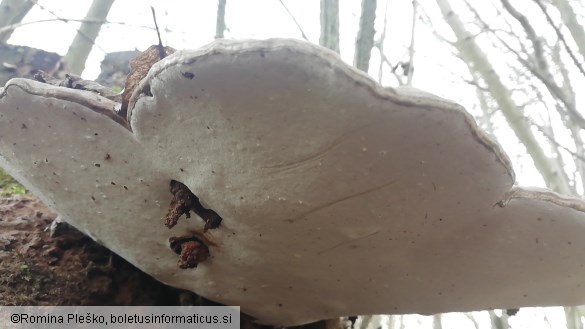 Ganoderma applanatum