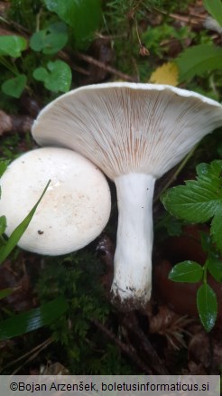 Lactifluus piperatus