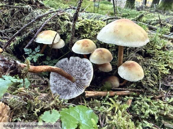 Hypholoma capnoides