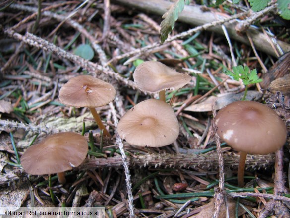 Strobilurus esculentus