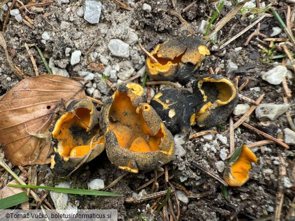 Caloscypha fulgens