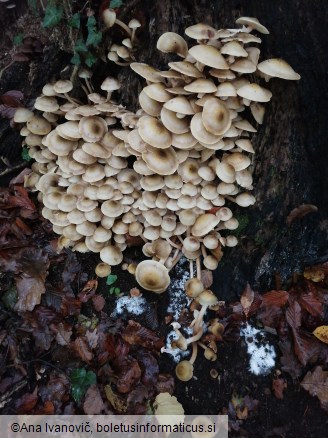 Armillaria mellea