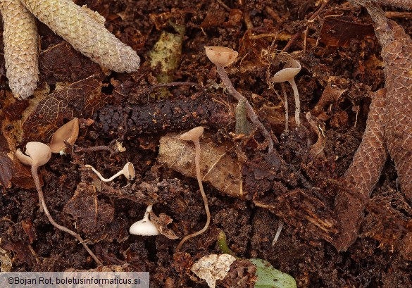 Ciboria coryli