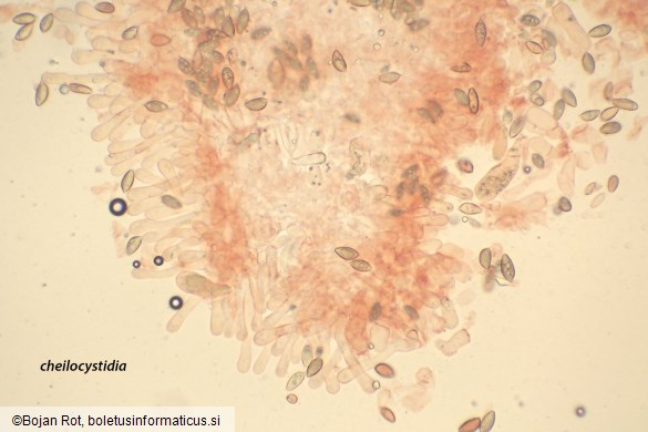 Hebeloma pseudofragilipes