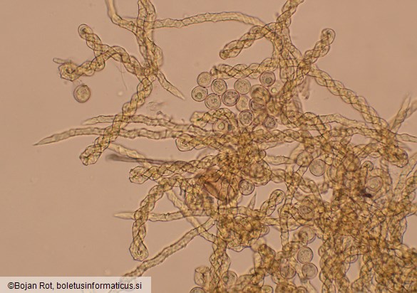 Trichia varia