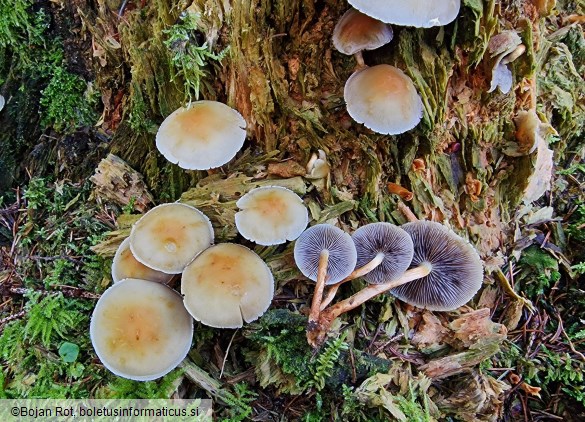 Hypholoma capnoides