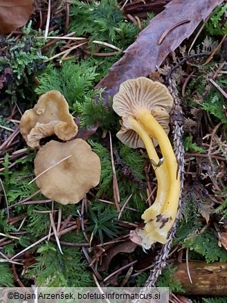 Craterellus tubaeformis