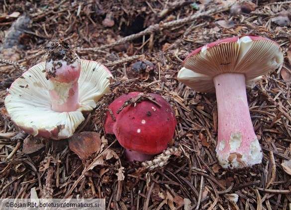 Russula xerampelina