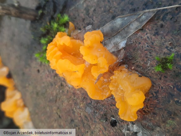 Dacrymyces chrysospermus
